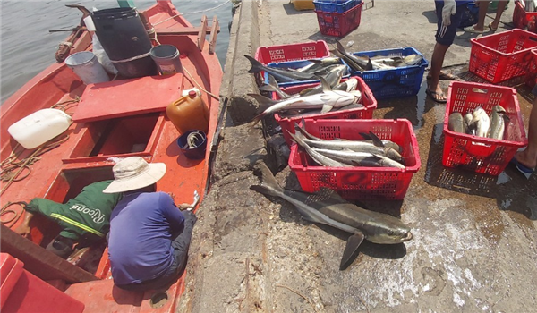 Viện Nuôi trồng Thủy sản tổ chức lớp Tập huấn và Hội thảo về Kỹ thuật sản xuất giống và nuôi thương phẩm cá bóp tại Kiên Giang
