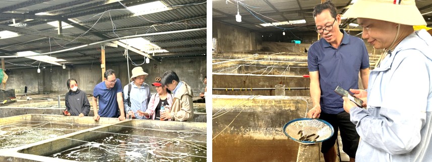 Thăm cơ sở sản xuất giống và ương nuôi cá biển: cá chim, cá tai bồ, cá sủ, cá mú,...